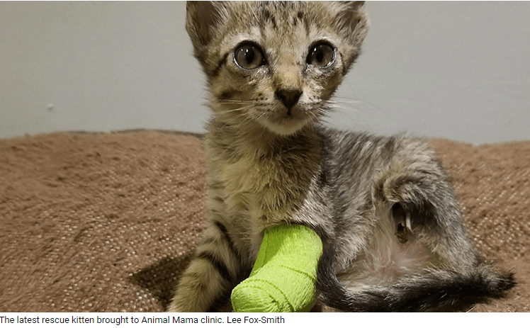 Why not adopt a disabled pet?